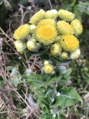 Helichrysum foetidum