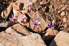 Cyclamen graecum