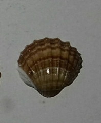 Acanthocardia paucicostata