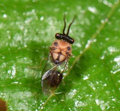 Eucharitidae