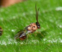 Eucharitidae