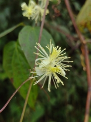 Clematis dioica