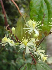 Clematis dioica