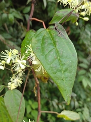Clematis dioica