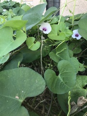Ipomoea amnicola