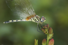Trithemis pallidinervis