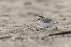 Charadrius alexandrinus