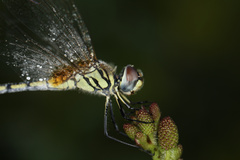 Trithemis pallidinervis