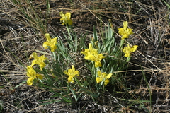 Iris humilis