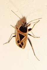 Xanthochilus