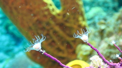 Ralpharia gorgoniae
