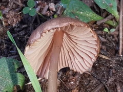 Mycena seynii