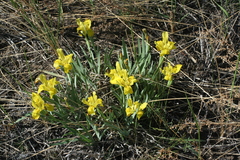 Iris humilis