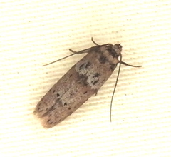 Blastobasis glandulella