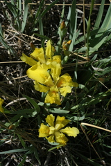 Iris humilis