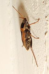 Xanthochilus