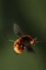 Bombyliini