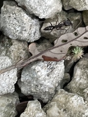 Odontomachus haematodus