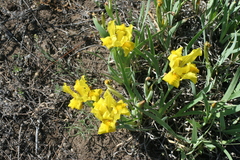 Iris humilis