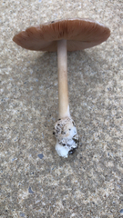 Volvopluteus gloiocephalus