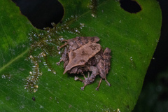 Pristimantis appendiculatus