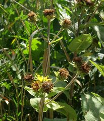 Inula