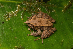 Pristimantis appendiculatus