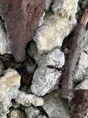 Odontomachus haematodus