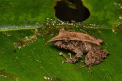 Pristimantis appendiculatus
