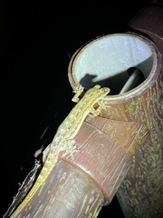 Hemidactylus garnotii