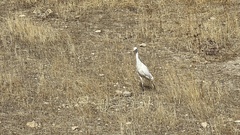 Bubulcus ibis
