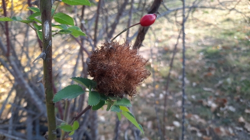 Mossy Rose Gall Wasp