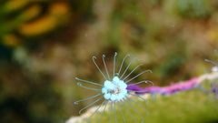 Ralpharia gorgoniae