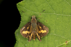 Taractrocerini