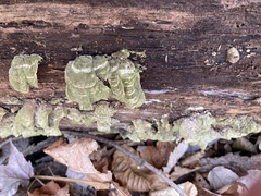 Cerrena unicolor