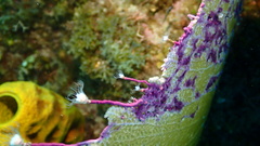 Ralpharia gorgoniae