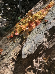 Laetiporus sulphureus
