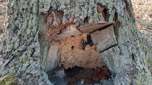 European Hornet