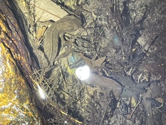 Paramesotriton hongkongensis