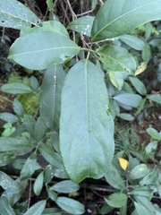 Turpinia formosana