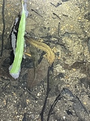 Paramesotriton hongkongensis