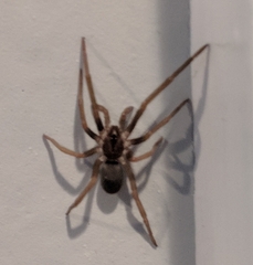 Kukulcania hibernalis