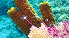 Ralpharia gorgoniae