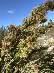 Passerina