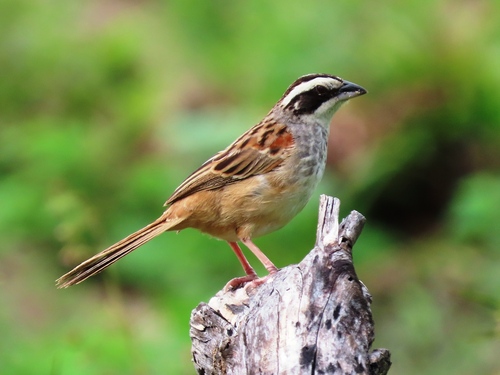 Stripe-headed Sparrow