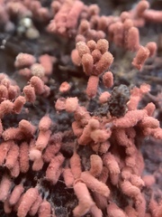 Arcyria insignis
