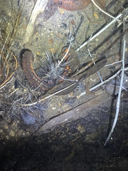 Paramesotriton hongkongensis