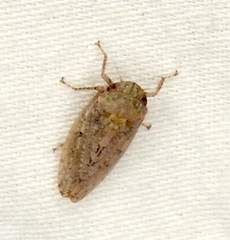 Curtara