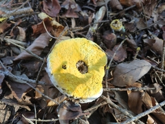 Hypomyces cervinigenus