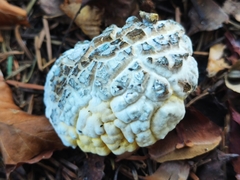 Hypomyces cervinigenus